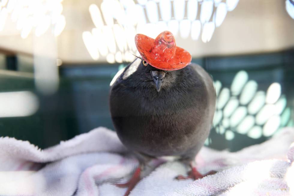 "Cluck Norris" the cowboy-hatted pigeon after after being wrangling at a condominium ...