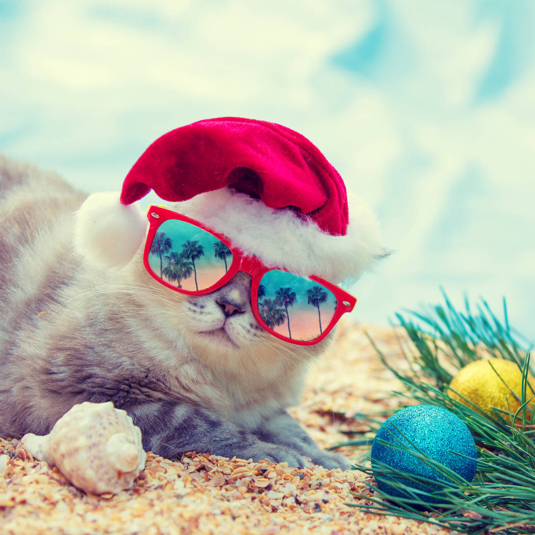 Cat wearing sunglasses with the reflection of palm trees relaxing on the beach. Cat wearing San ...