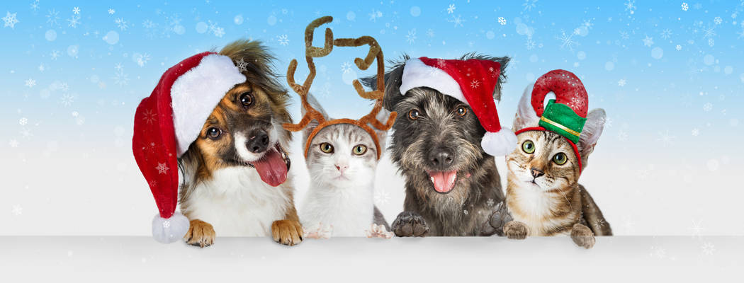 Cute Christmas dogs and cats together hanging paws over white horizontal website banner or soci ...
