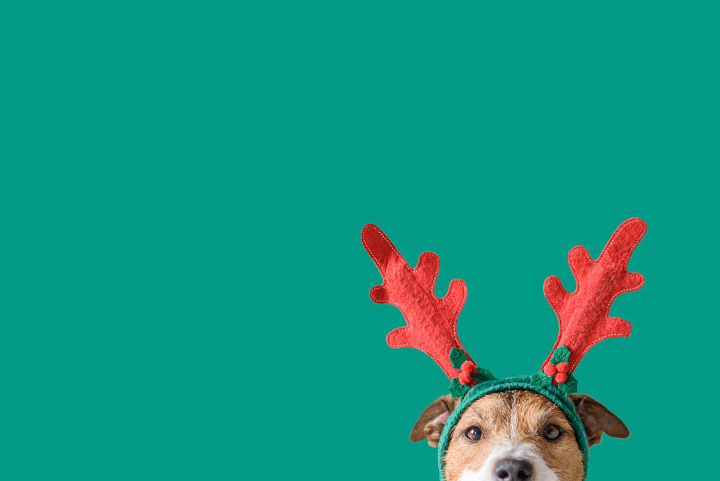 The holiday season is becoming more pet focused as the millennial generation, the primary pet-o ...
