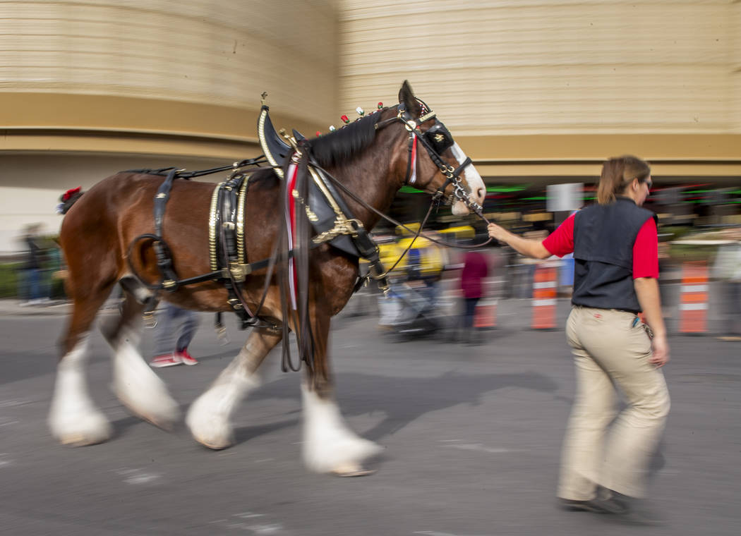 One of eight horses are led to the Budweiser red beer wagon as the world-famous Budweiser Clyde ...