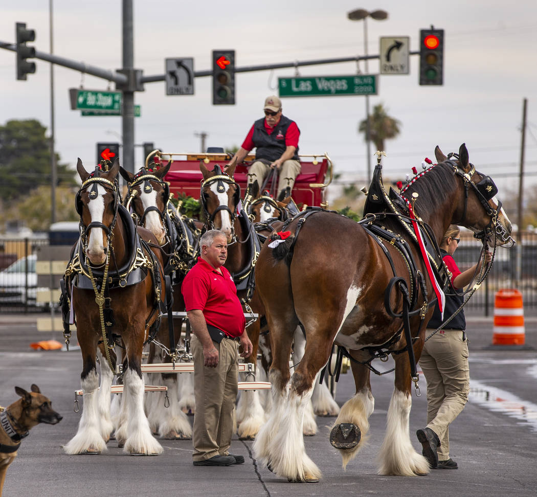 One of eight horses are led to the Budweiser red beer wagon as the world-famous Budweiser Clyde ...