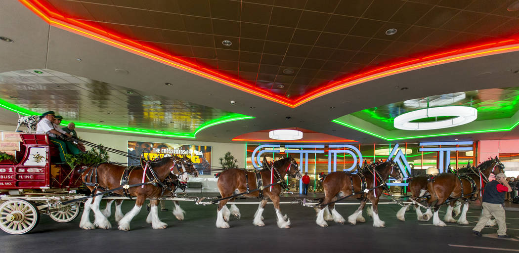The world-famous Budweiser Clydesdales pulling the Budweiser red beer wagon pull up to the port ...