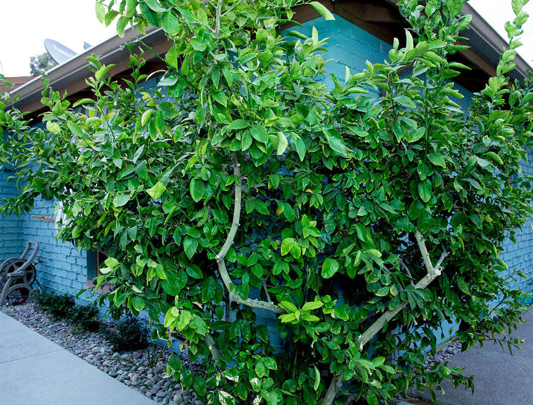 Neighbors still remember Mary Porter's lemon tree. (Tonya Harvey Real Estate Millions)