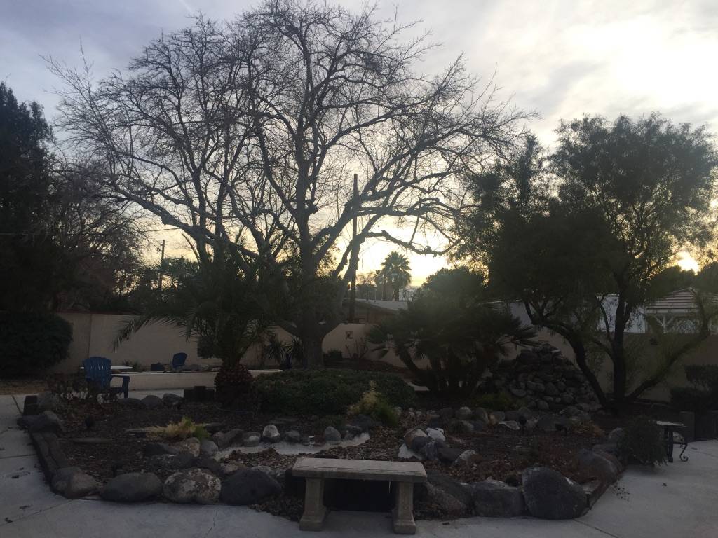 BEFORE: The backyard. (Jon Sparer)