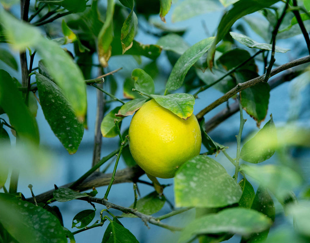 Tonya Harvey Real Estate Millions The beloved lemon tree planted by the original homeowner was ...