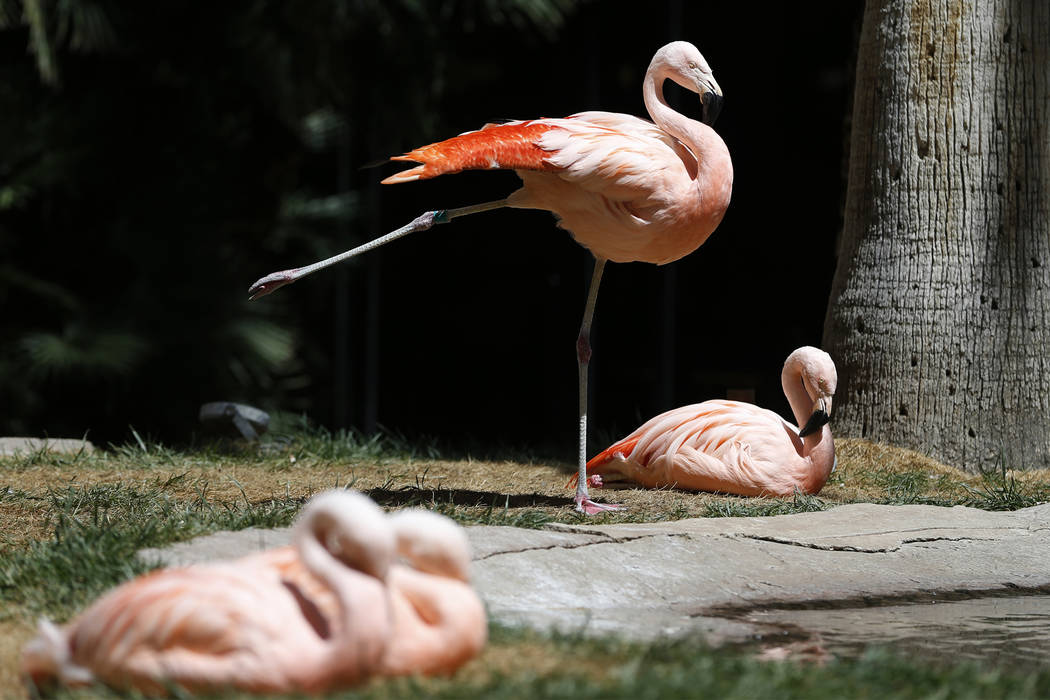 The Flamingo Wildlife Habitat at the Flmaingo casino-hotel in Las Vegas, Thursday, April 19, 20 ...