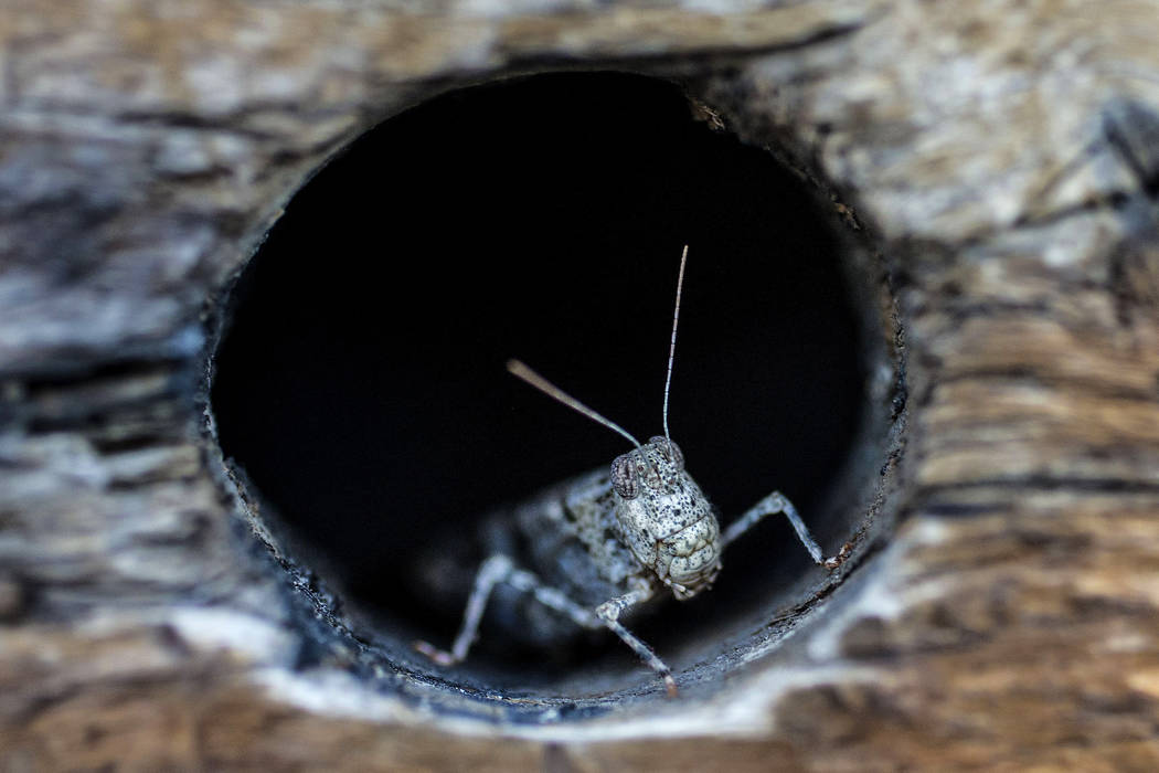 In this Thursday, July 25, 2019 photo, a grasshopper rests on a wall outside California Pizza K ...
