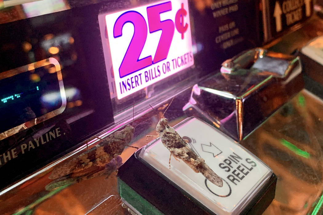 Grasshoppers crawl on a slot machine at Slots A Fun, Sunday, July 28, 2019, in Las Vegas. (Davi ...