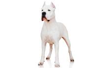 In an undated photo provided by the Westminster Kennel Club is a dogo Argentino. The powerful A ...