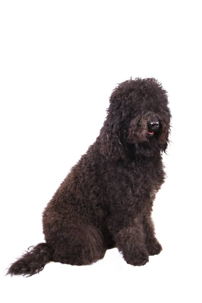 In this Dec. 13, 2013 photo provided by the Westminster Kennel Club is a barbet. The sociable F ...