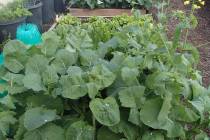Raised beds for growing vegetables should have fresh compost added every one to two years. (Bob ...