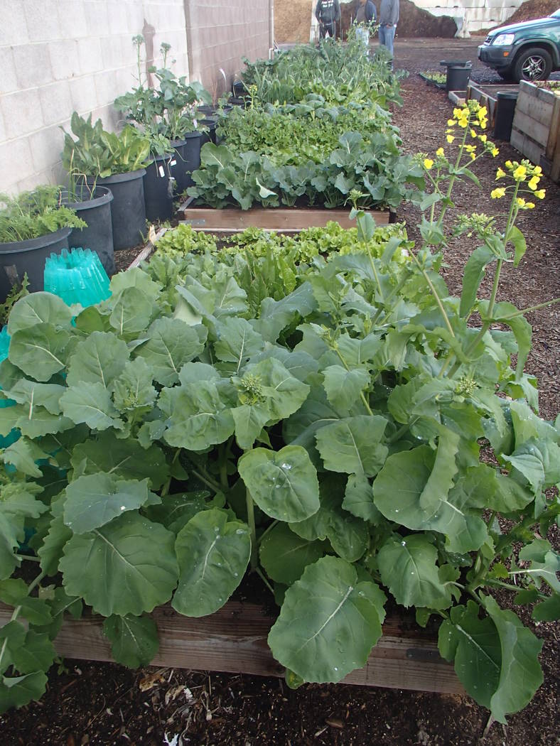 Raised beds for growing vegetables should have fresh compost added every one to two years. (Bob ...