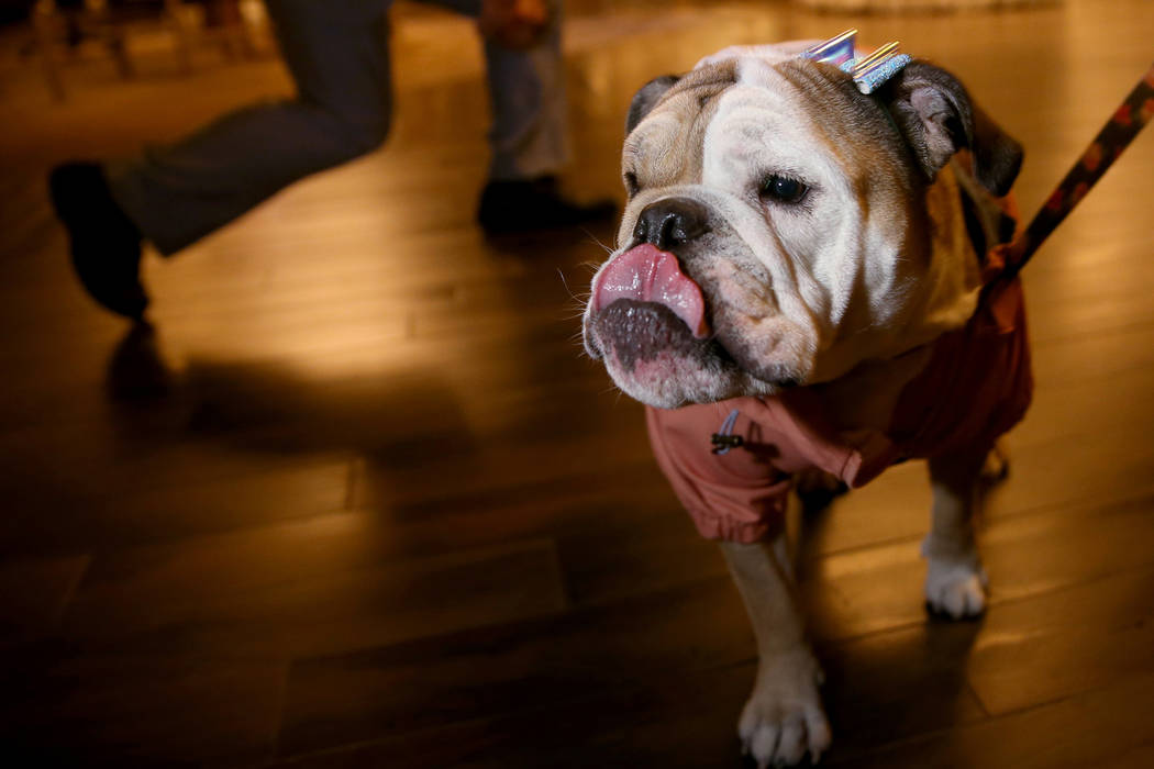 Bailey with her owner Ashley Farkas, an MGM Resorts International employee, in the lobby of Del ...