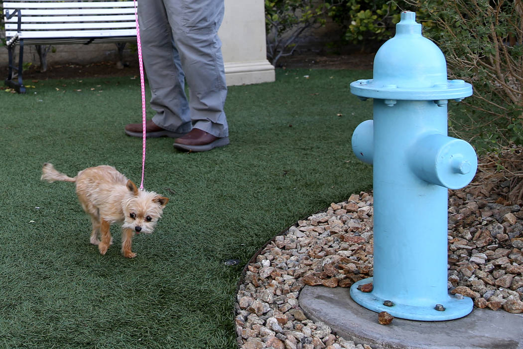 Tom Woltjen of Chicago with Tulip in the "Dog Spot" at Delano Las Vegas on the Strip ...