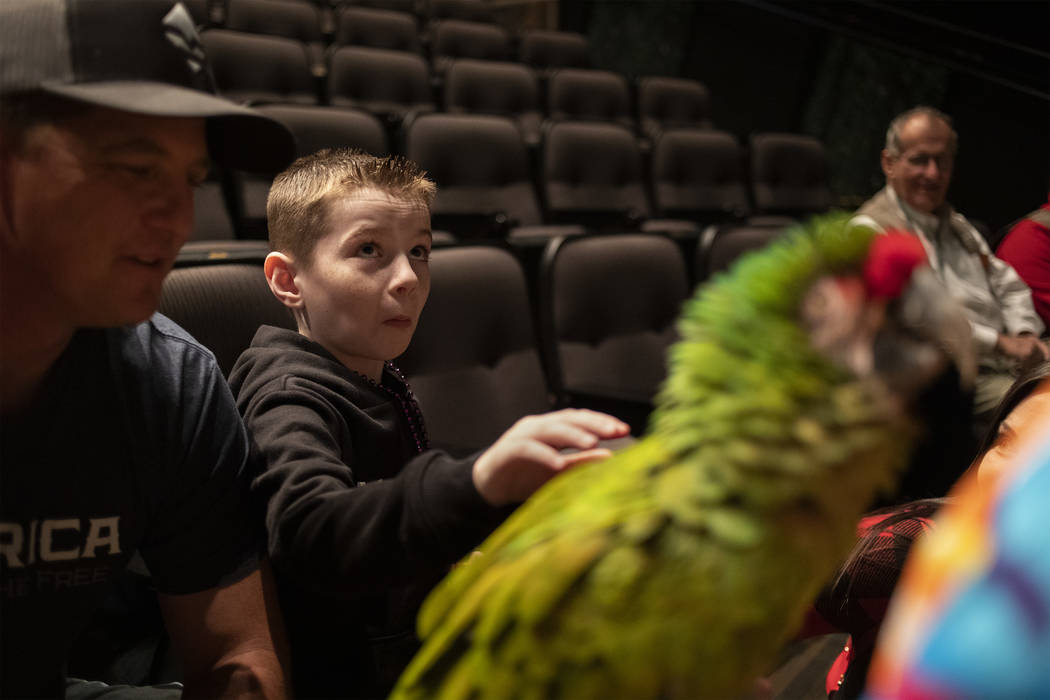 Trenton Brown, 7, pets a parrot next to his dad Orlo Cox after Clint Carvalho's Extreme Parrots ...