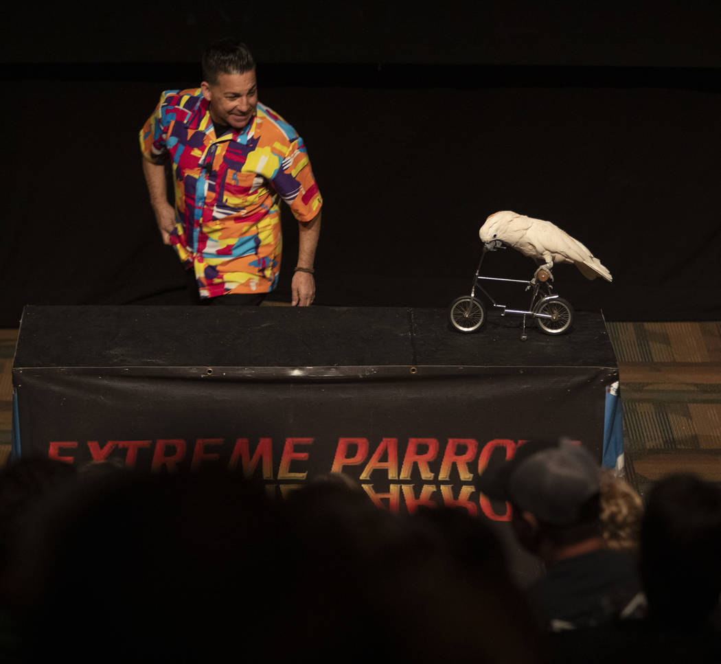 Clint Carvalho encourages Peaches the parrot as the bird rides a bike during the Extreme Parrot ...