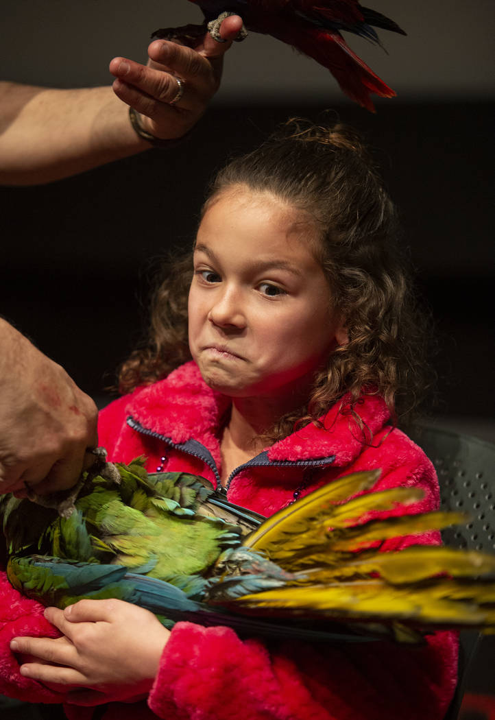 Mila Cooper, 8, makes a face as she takes hold of parrots after Clint Carvalho's Extreme Parrot ...