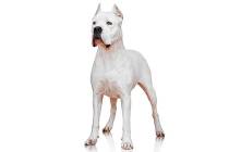 A dogo Argentino. (American Kennel Club via AP)