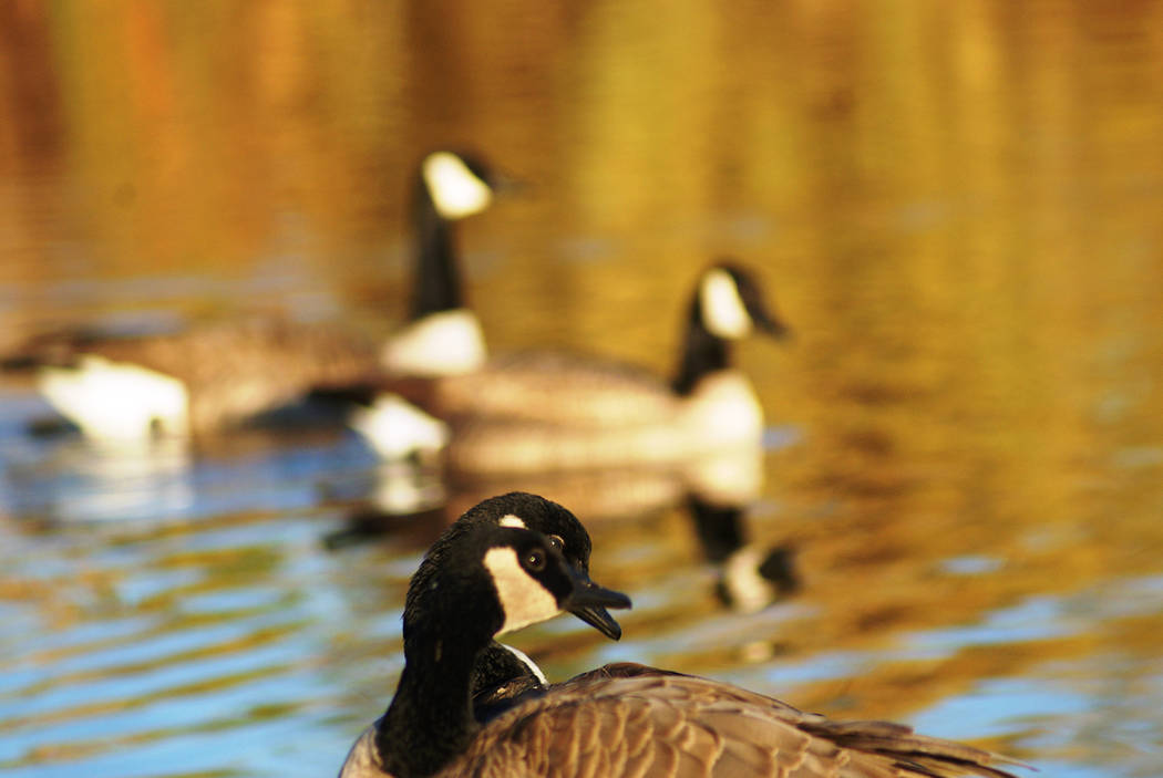 Canada geese during a recent winter sunrise at Cornerstone Park. (Natalie Burt)