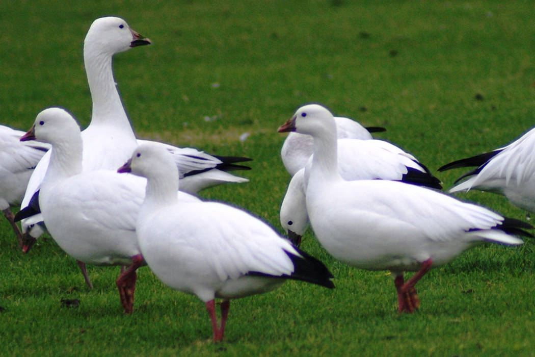 A mixed flock of snow and Ross's geese, visiting Las Vegas from Arctic regions, nibbles grass a ...