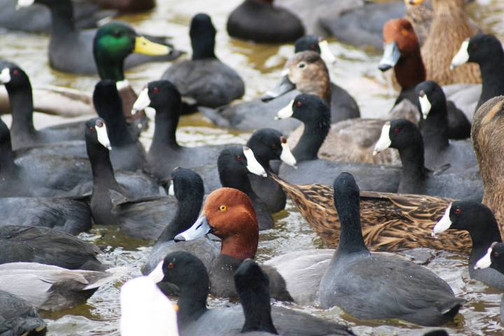 A mixed group of ducks and American coots at Sunset Park, where visitors can get very close loo ...