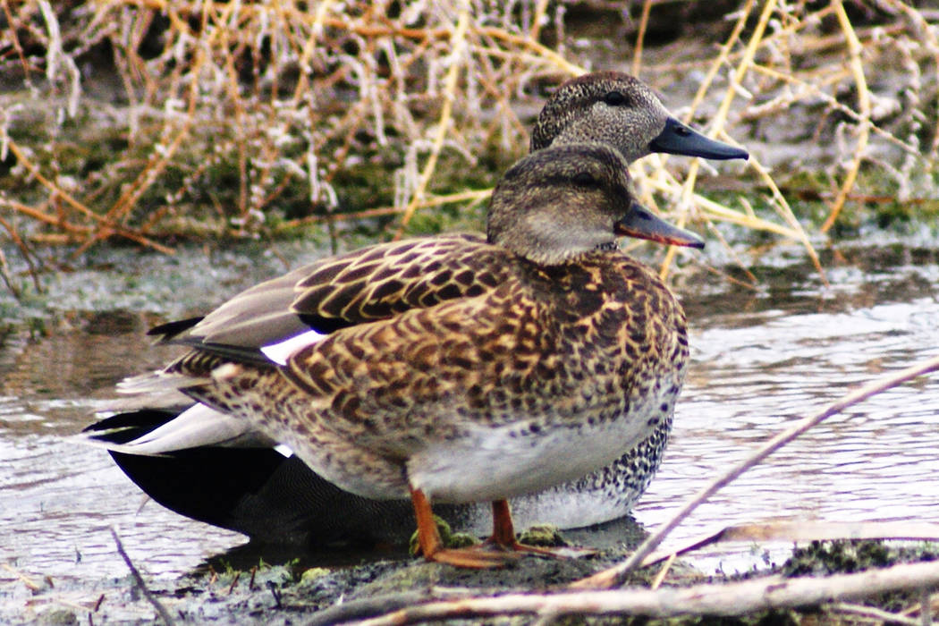 Female and male Gadwalls rest at Wetlands Park on the eastern edge of Las Vegas. (Kyle Burt)