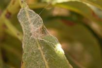 Spider mites will damage plants or even kill plants and spin webbing just like a spider. They f ...