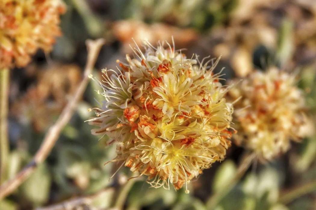 This June 1, 2019 photo shows the rare desert wildflower Tiehm's buckwheat in the Silver Peak R ...