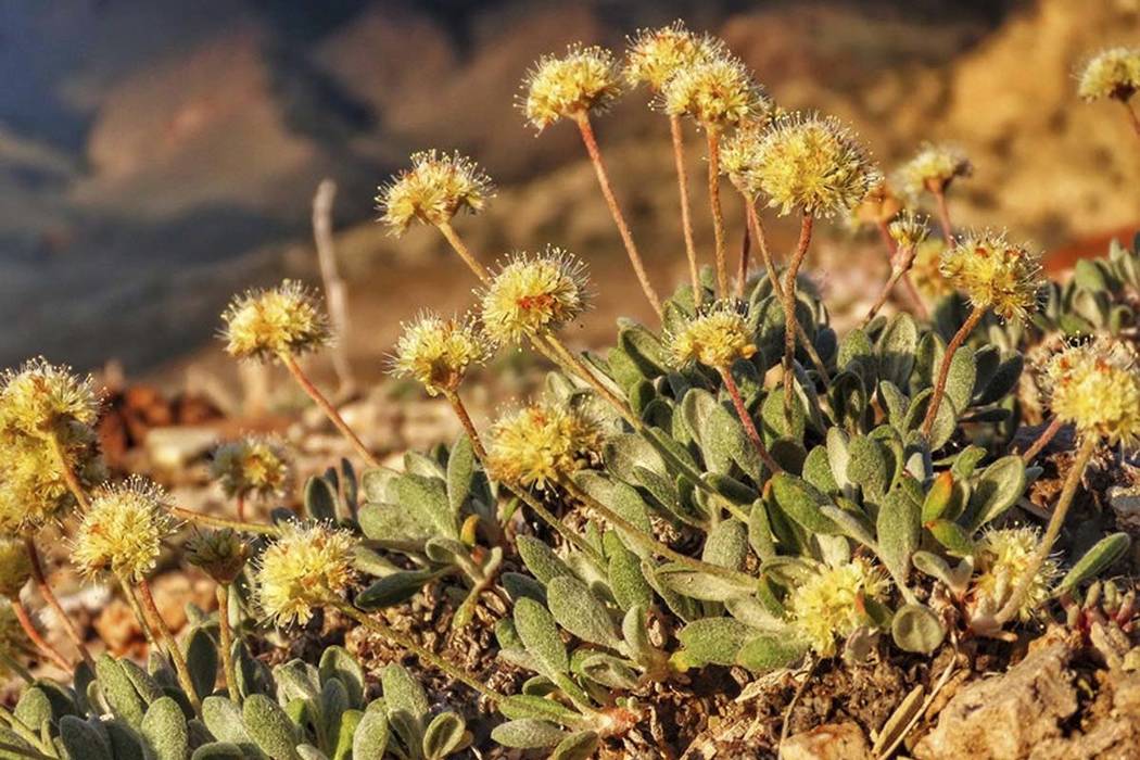 This June 1, 2019, photo provided by the Center for Biological Diversity, shows the rare desert ...