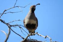 A Gambel's quail perches on a branch at Joshua Tree National Park in an updated photo. Chelsea ...