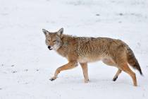 A coyote walks across fresh snow in Boulder, Colo. (AP Photo/Brennan Linsley)