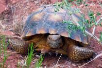 FILE - This May 13, 2006 file photo shows a desert tortoise at its new home in the Red Cliffs D ...