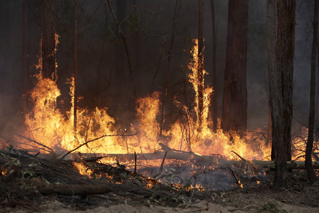 Flames from a controlled fire burn up tree trunks as firefighters work at building a containmen ...