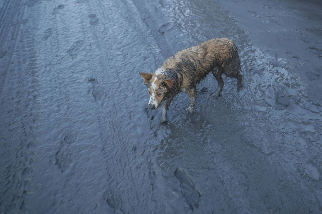 In this Jan. 13, 2020, photo, a dog walks along ash fall covered road as Taal Volcano continues ...