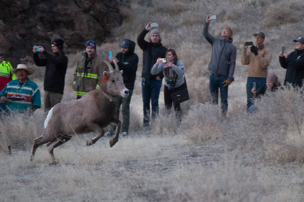 The Nevada Department of Wildlife and Pyramid Lake Paiute Tribe released than 20 bighorn sheep ...