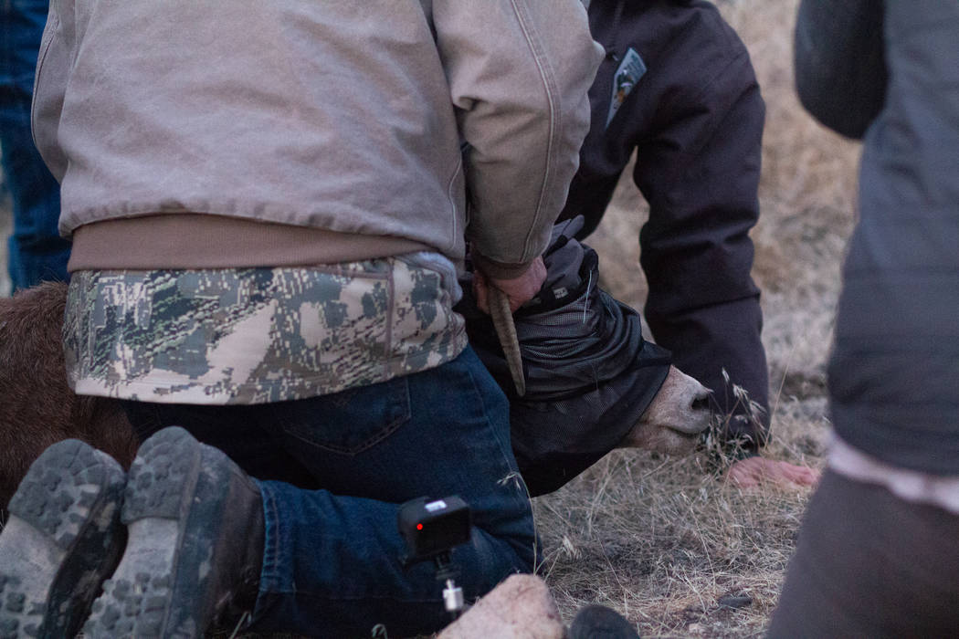 Biologists tend to a sheep that could not stand up after being released during a translocation ...