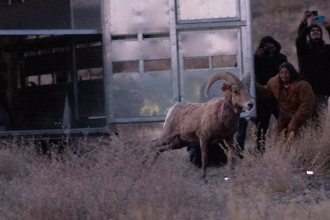 The Nevada Department of Wildlife and Pyramid Lake Paiute Tribe released than 20 bighorn sheep ...