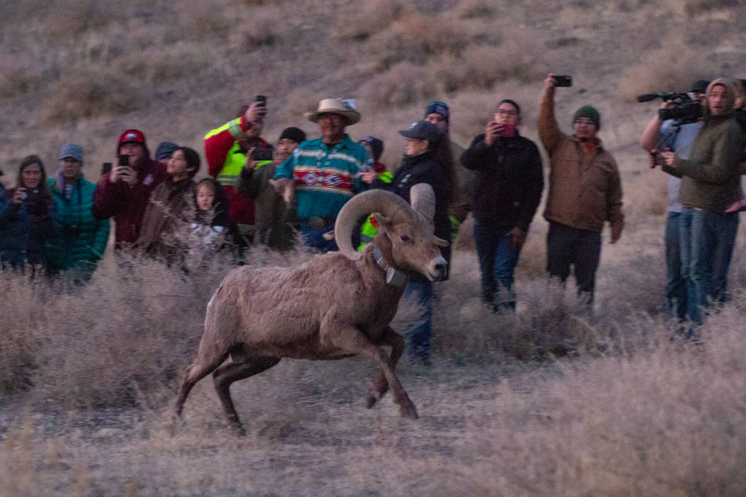 The Nevada Department of Wildlife and Pyramid Lake Paiute Tribe released than 20 bighorn sheep ...