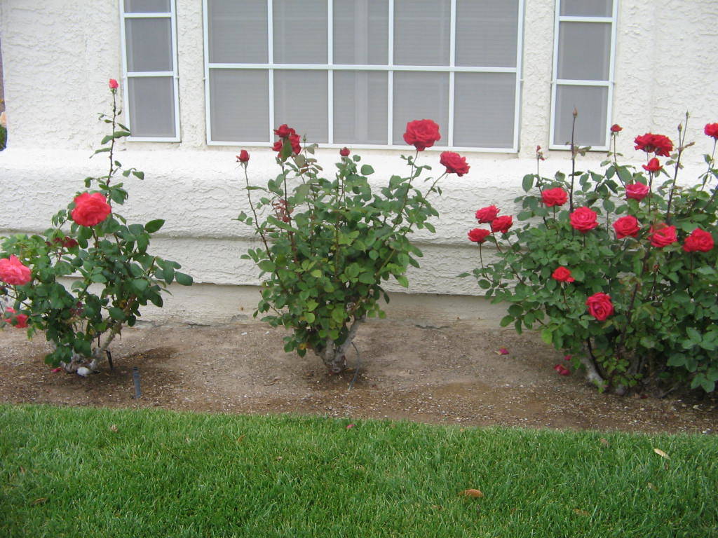 Now is the time of year for pruning roses. Make sure they are given fertilizer plus iron by the ...
