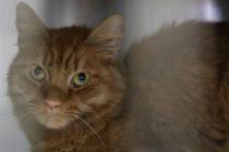 A cat looks from a kennel during the Clear the Shelters event at the City of Henderson Animal C ...