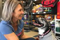 Hearts Alive Village founder Christy Stevens recounts how she saved Barbi the dog. The young do ...