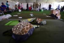 A chihuahua dog sleeps on a cot in a tent city for hundreds of people displaced by earthquakes ...