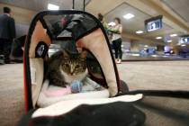 Oscar the cat sits in his carry on travel bag after arriving at Phoenix Sky Harbor Internationa ...