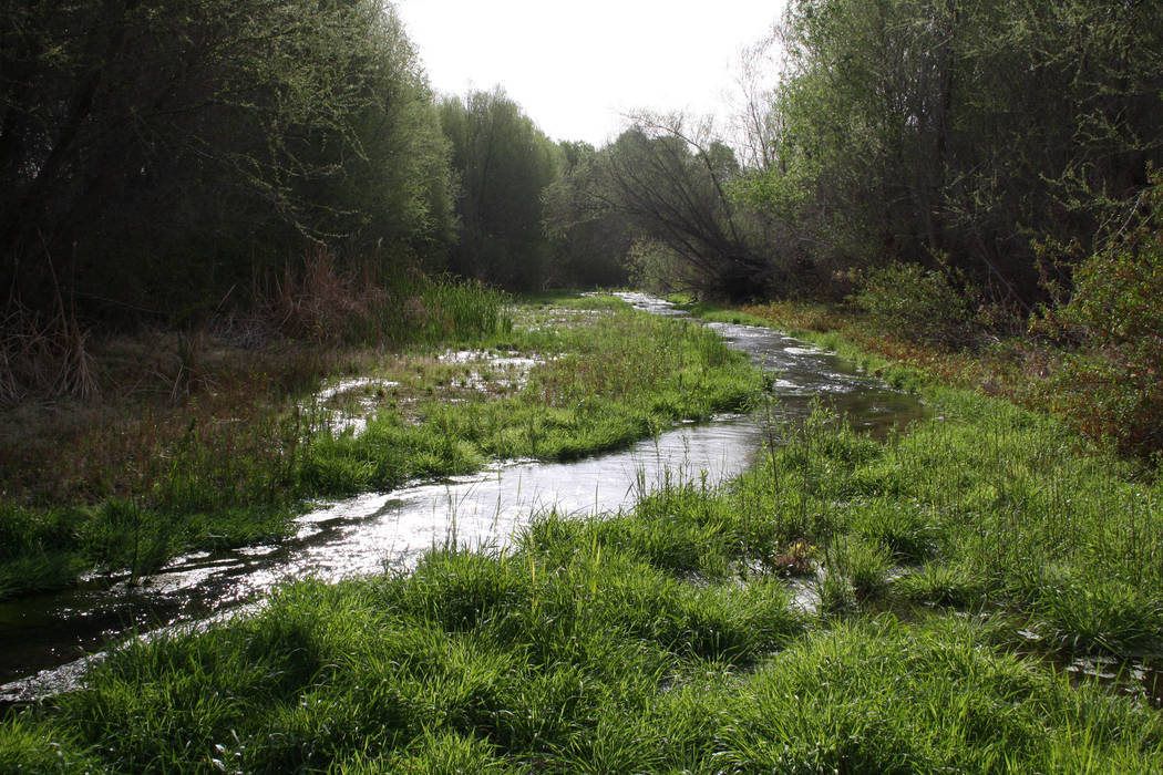 The Hassayampa River flows year-round through the 770-acre Hassayampa River Preserve. (Deborah ...