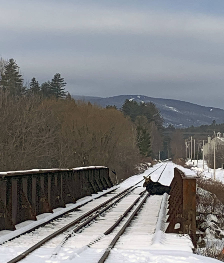This Wednesday, Jan. 22, 2020 photo provided by the Vermont Fish and Wildlife Department shows ...