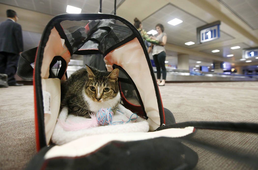 FILE - In this Sept. 20, 2017, file photo Oscar the cat, who is not a service animal, sits in h ...