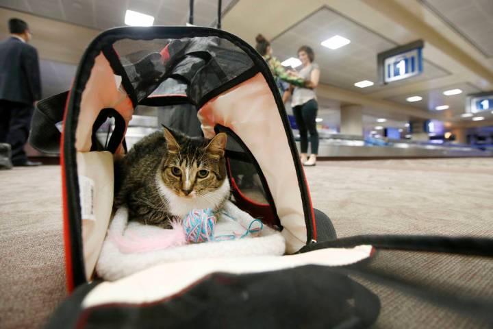 FILE - In this Sept. 20, 2017, file photo Oscar the cat, who is not a service animal, sits in h ...