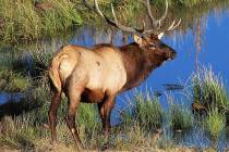 Rocky Mountain elk are just one of the big game species hunters from Southern Nevada can pursue ...