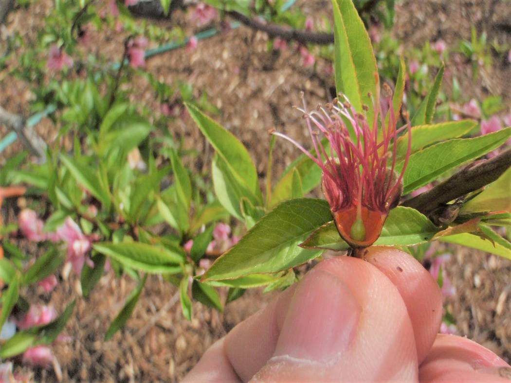 Some peaches flower early in the spring, some later and some citrus have open flowers right now ...